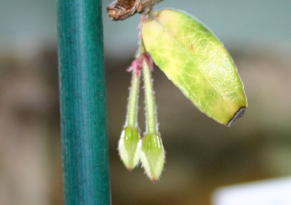 http://www.cloudjungle.com/CloudJungle/Ericaceae/Agapetes/Agapetes%20Lugdvan%20Cross bud.jpg